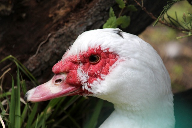 一支球队如 一支球队如