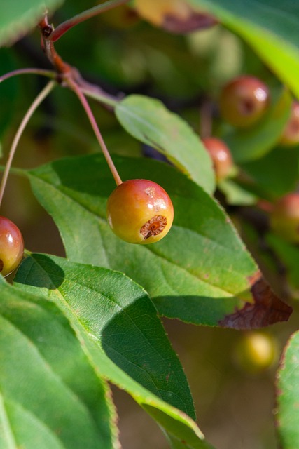 的比賽中 的比賽中